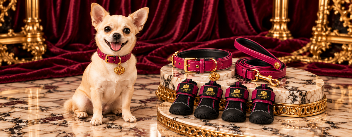 Pet Supply and Accessories